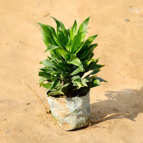 Dracaena Compacta in 4 Inch Nursery Bag
