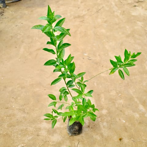 Din ka Raja in 4 Inch Live Plant Nursery Bag