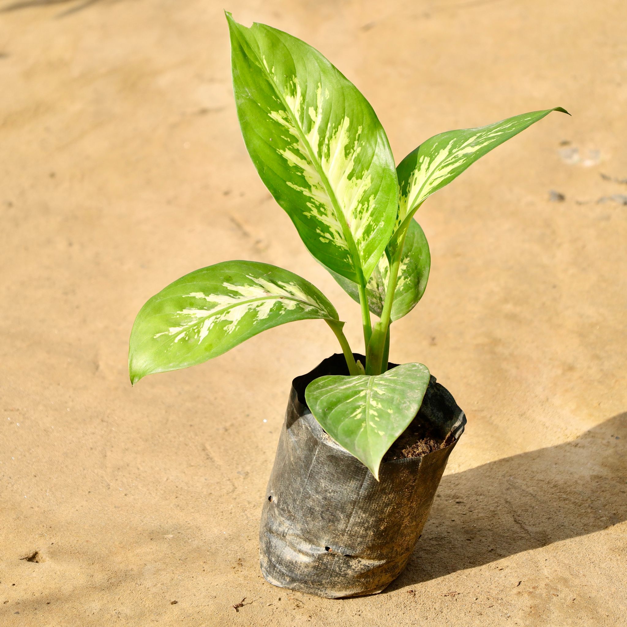 Dieffenbachia / Dumb cane in 4 Inch Nursery Bag