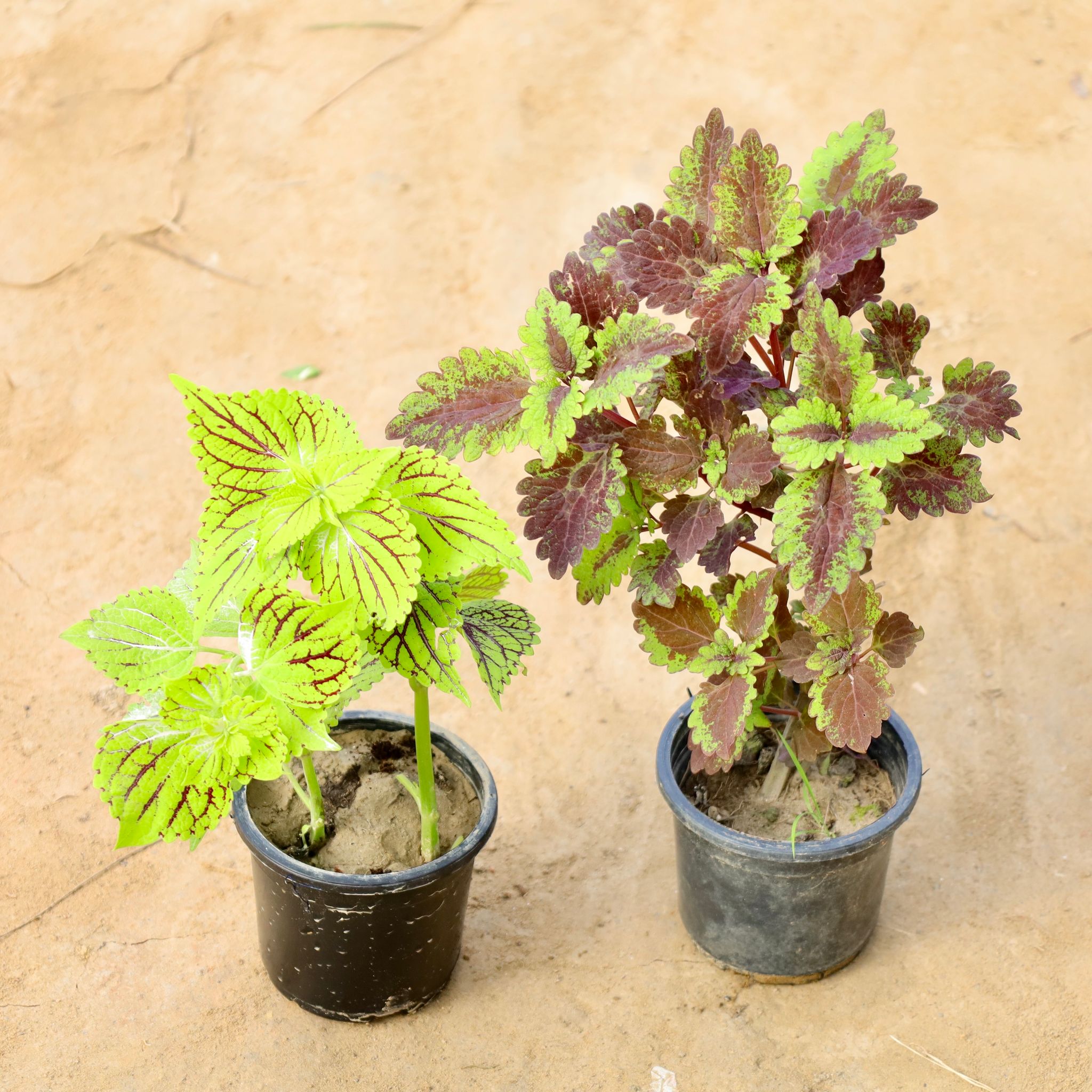 Set of 2 - Coleus (Any Colour) in 4 Inch Nursery Pot