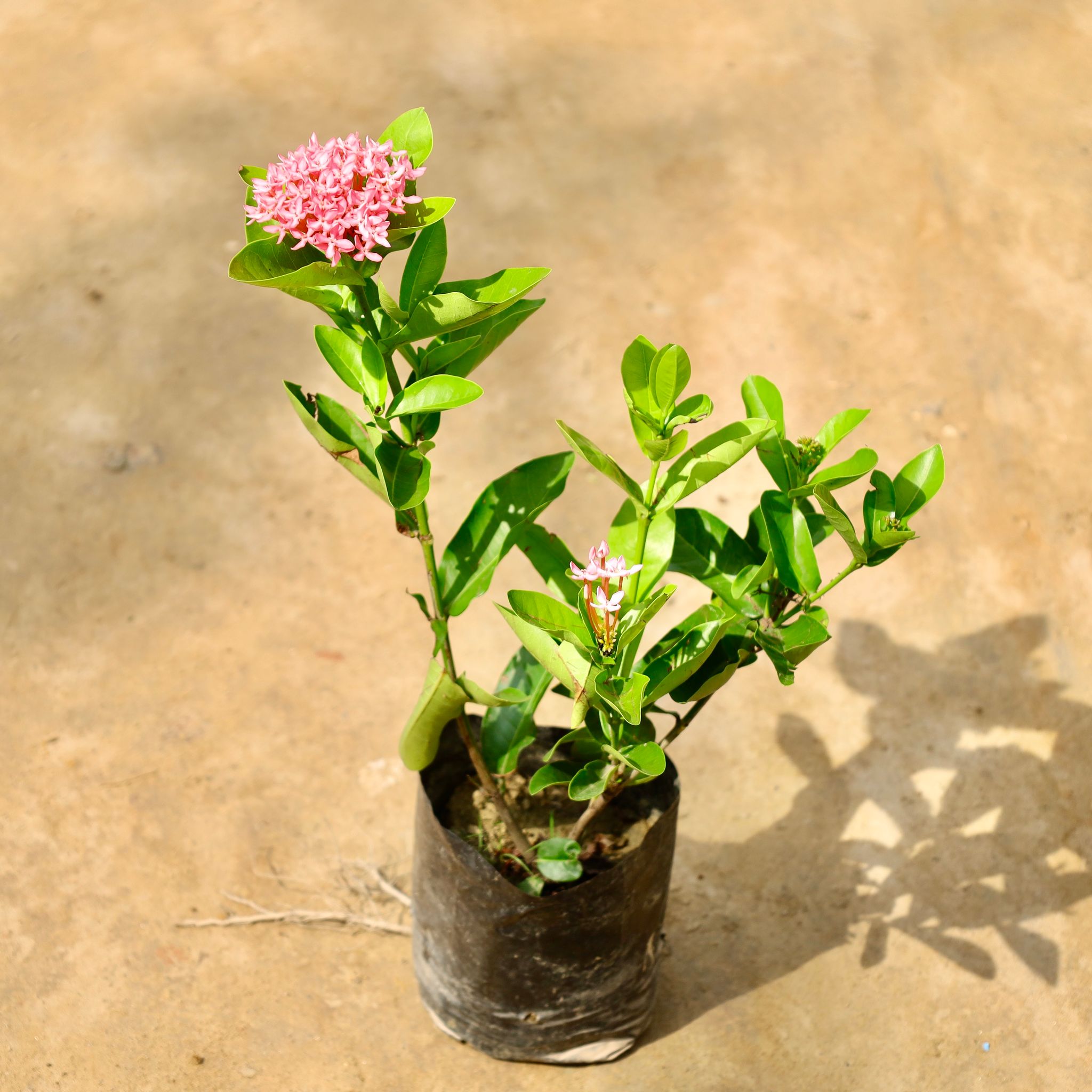 Ixora Dwarf (Any Colour) in 5 Inch Nursery Bag