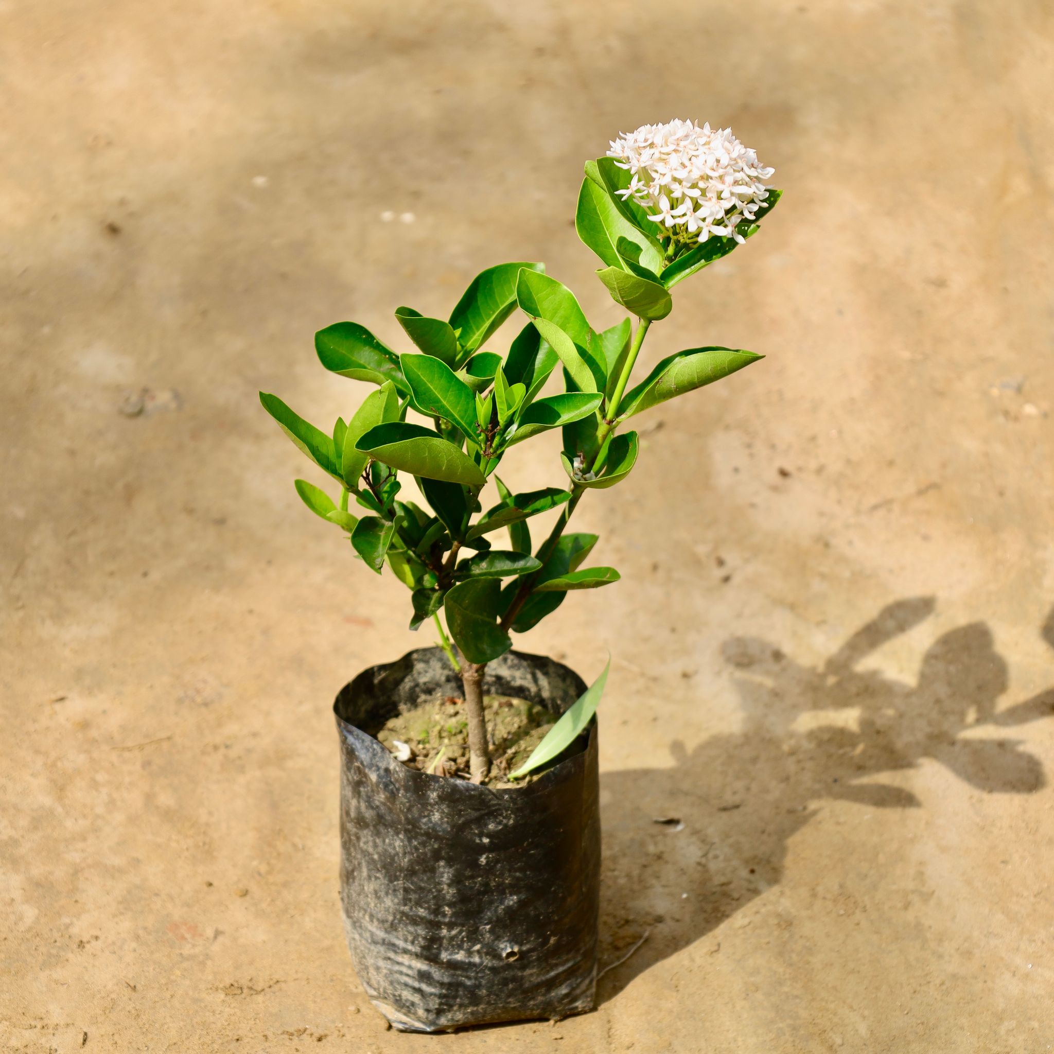 Ixora White in 5 Inch Nursery Bag