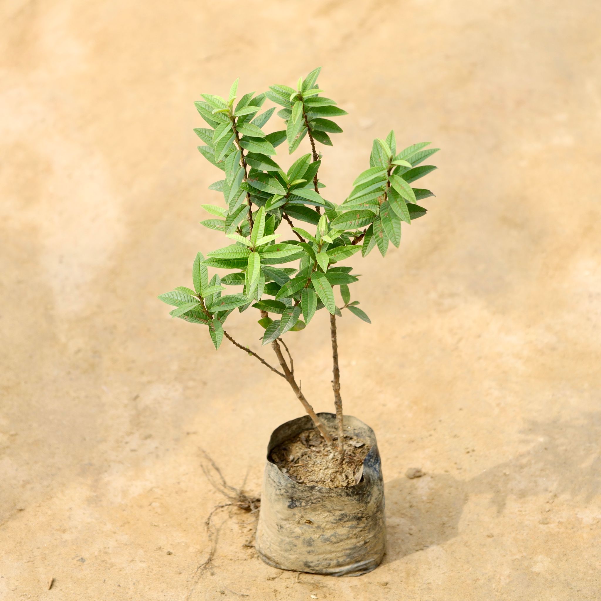 Chinese / Miniature Guava (2-3 ft) in 5 Inch Nursery Bag