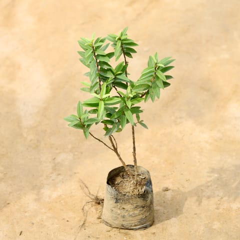 Chinese / Miniature Guava (2-3 ft) in 5 Inch Nursery Bag