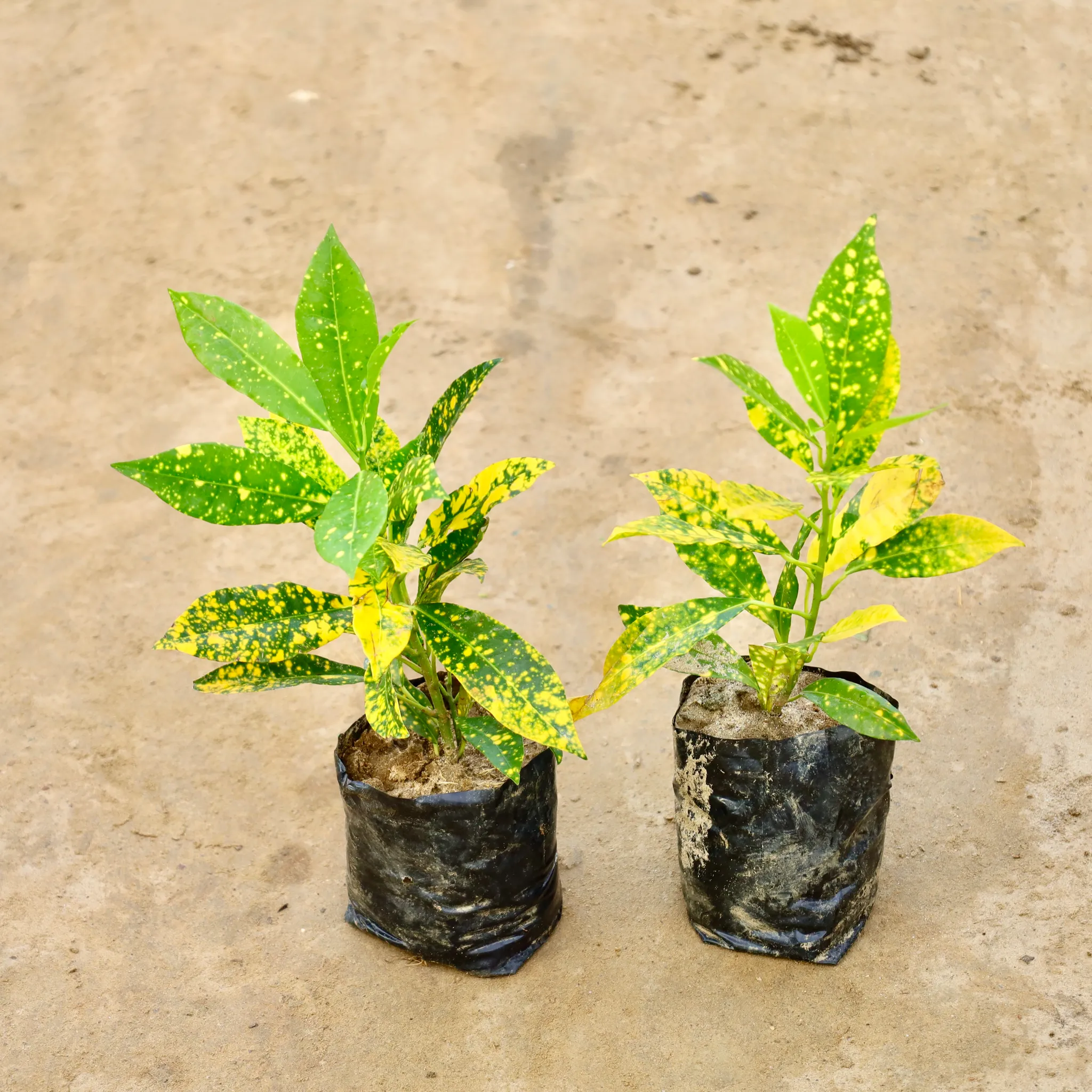 Set of 2 - Baby Croton in 4 Inch Nursery Bag