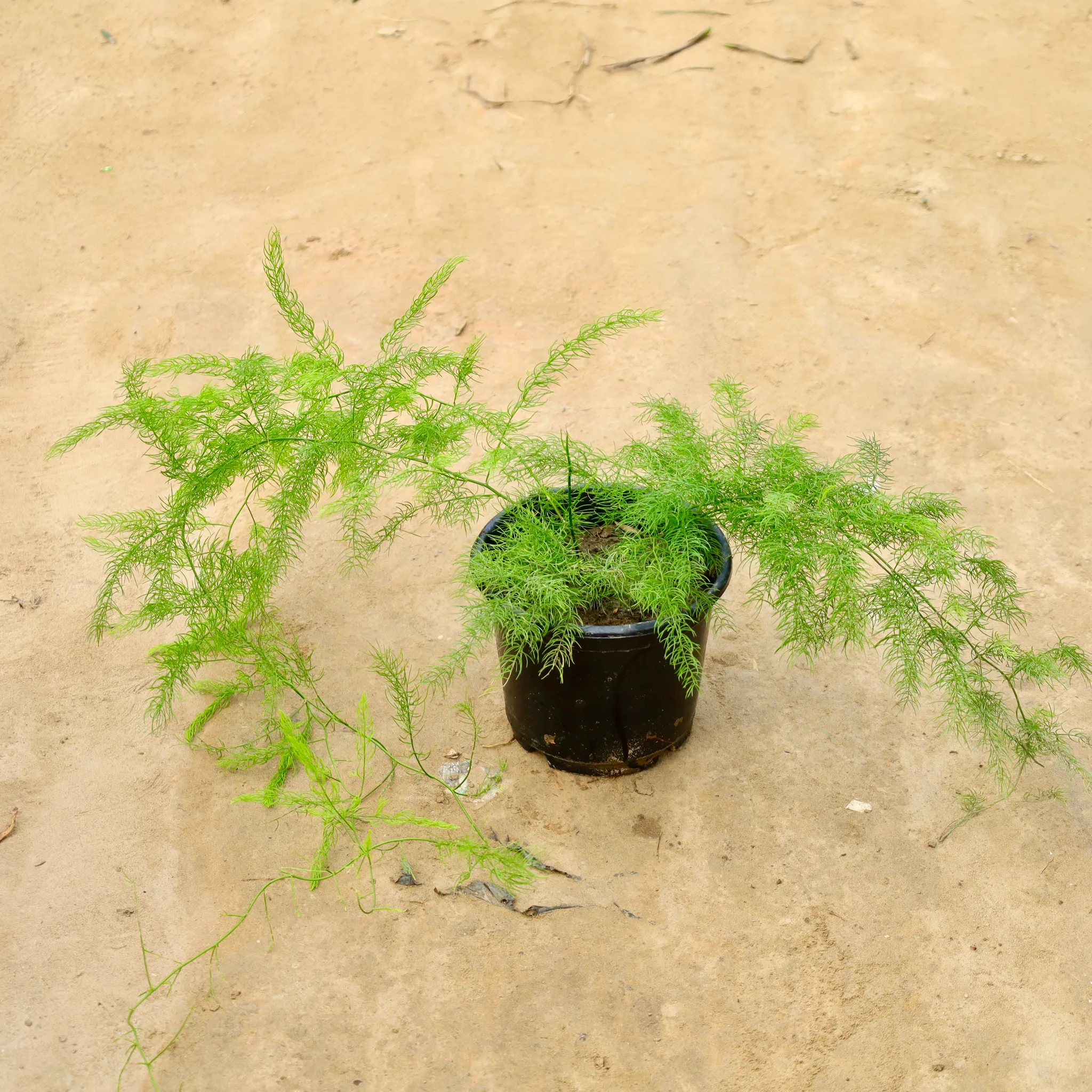 Satavari in 6 Inch Nursery Pot