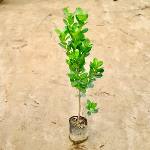 Ficus Moclaim in 5 Inch Nursery Bag