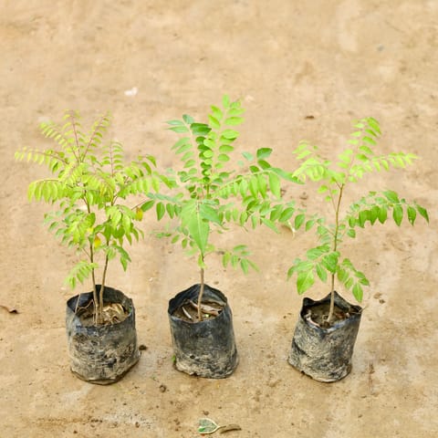 Set of 3 - Curry Patta in 4 Inch Nursery Bag