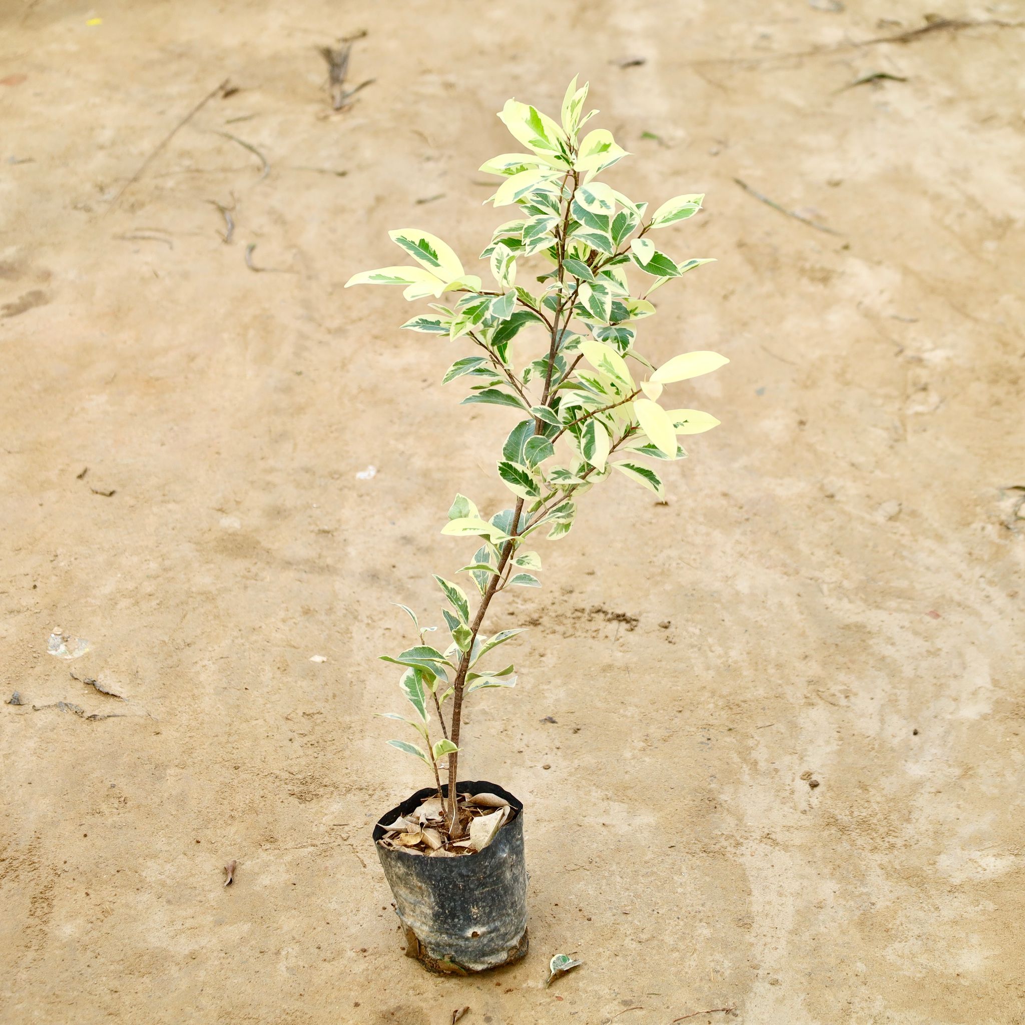 Ficus Safari in 5 Inch Nursery Bag