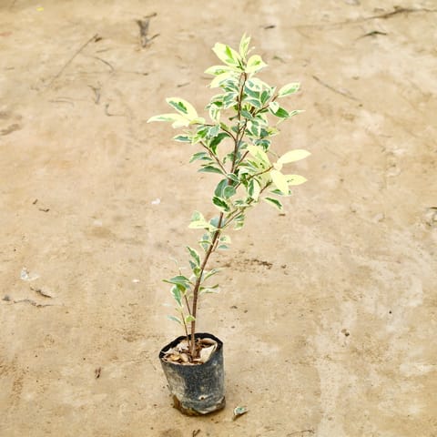 Ficus Safari in 5 Inch Nursery Bag