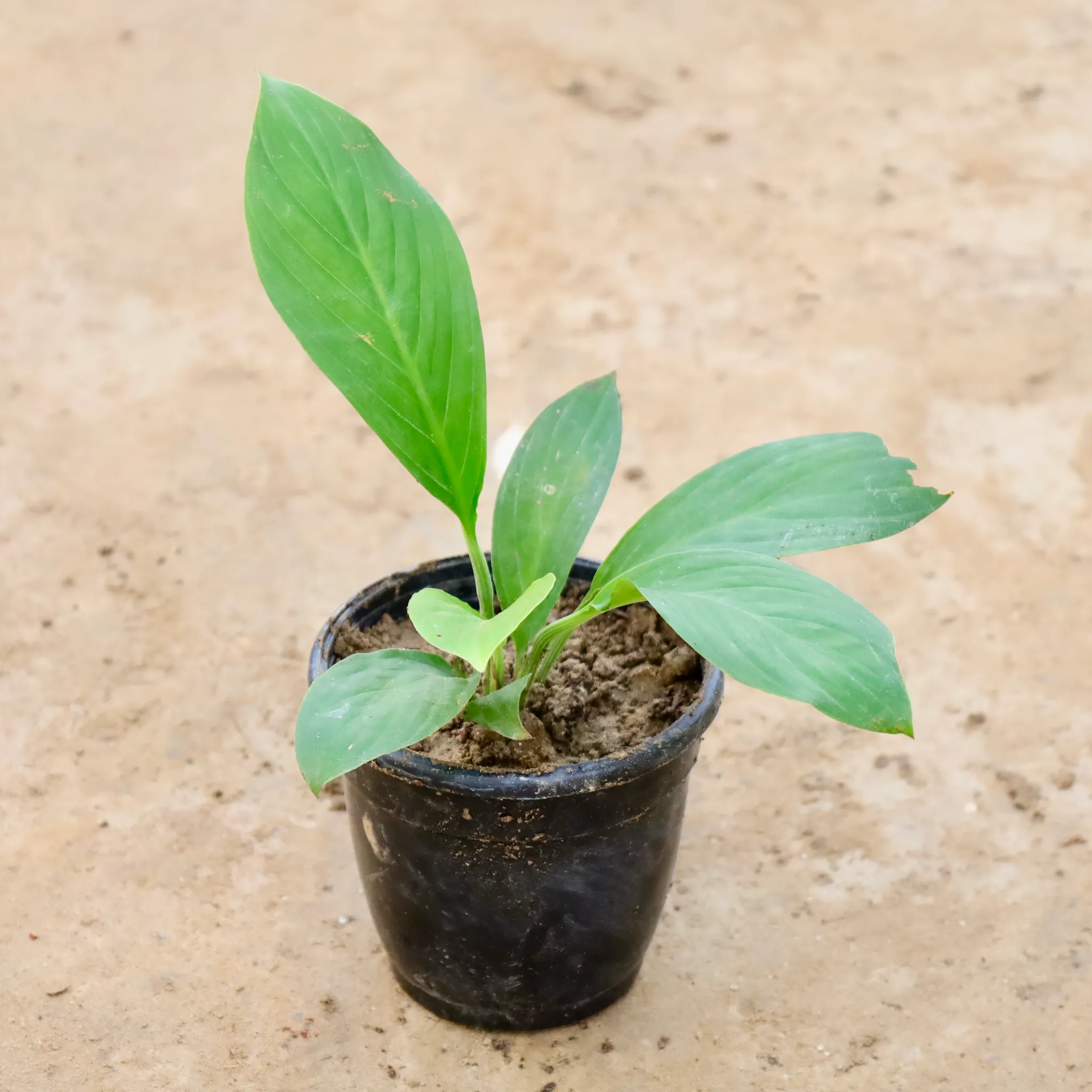 Peace Lily in 4 Inch Nursery Pot
