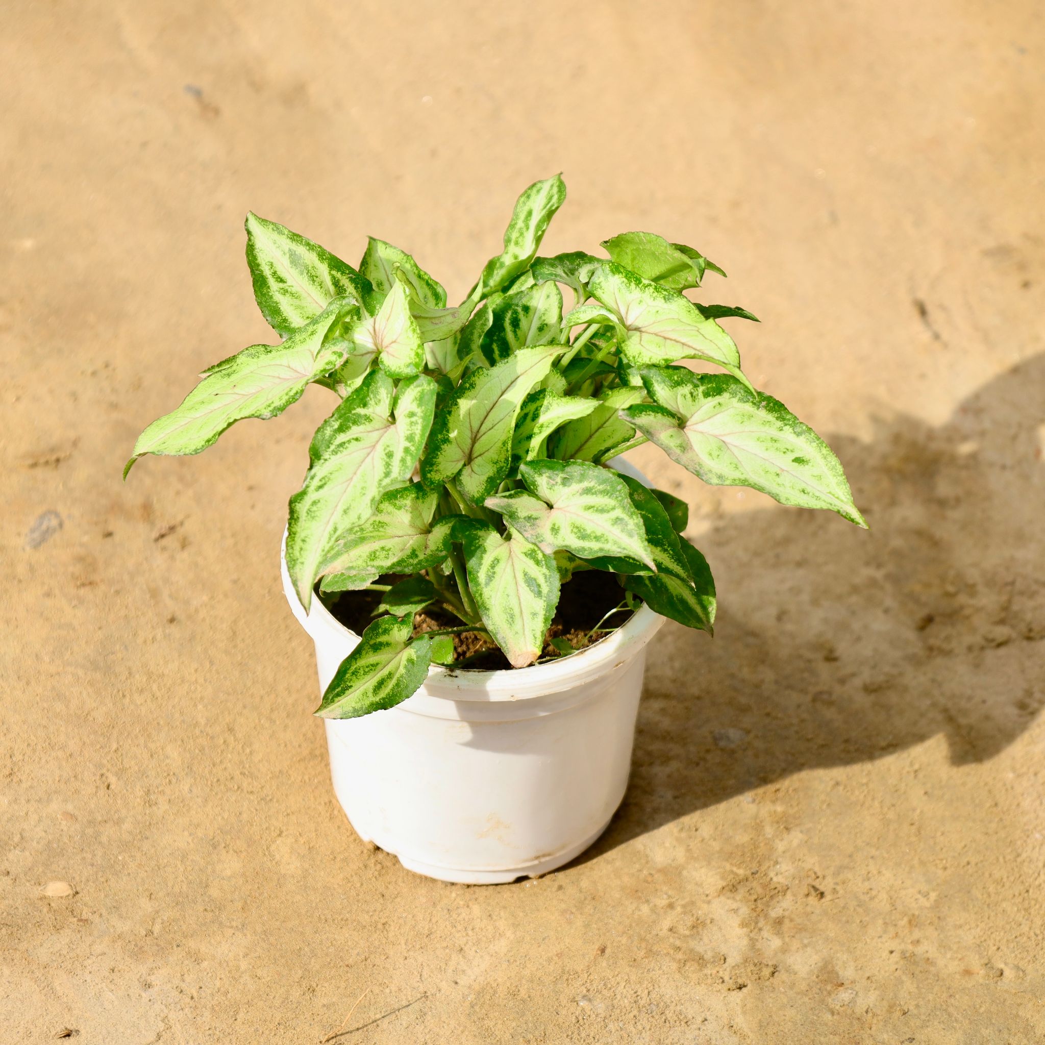 Syngonium Yami in 4 Inch Nursery Pot
