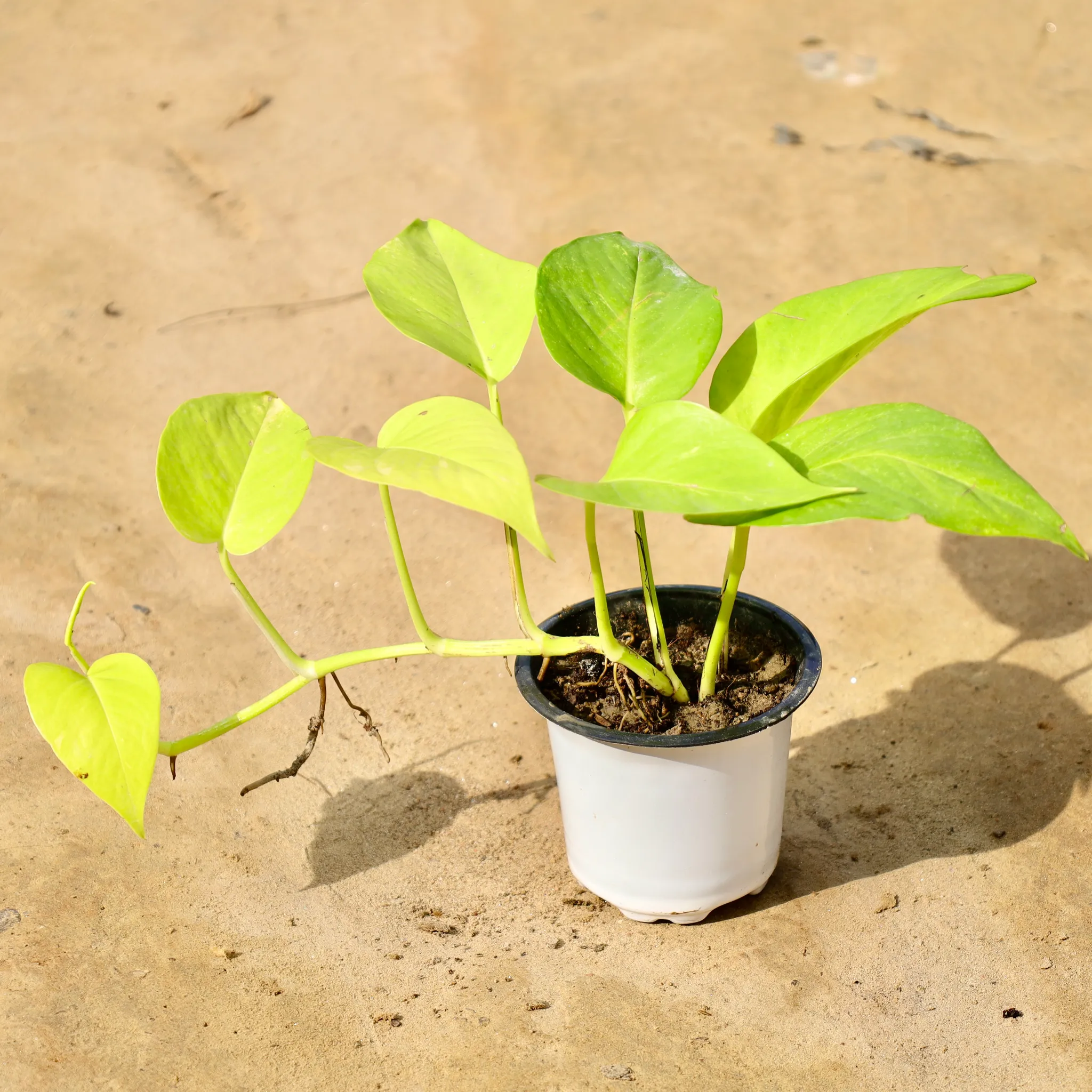 Golden money plant in 4 Inch Nursery Pot