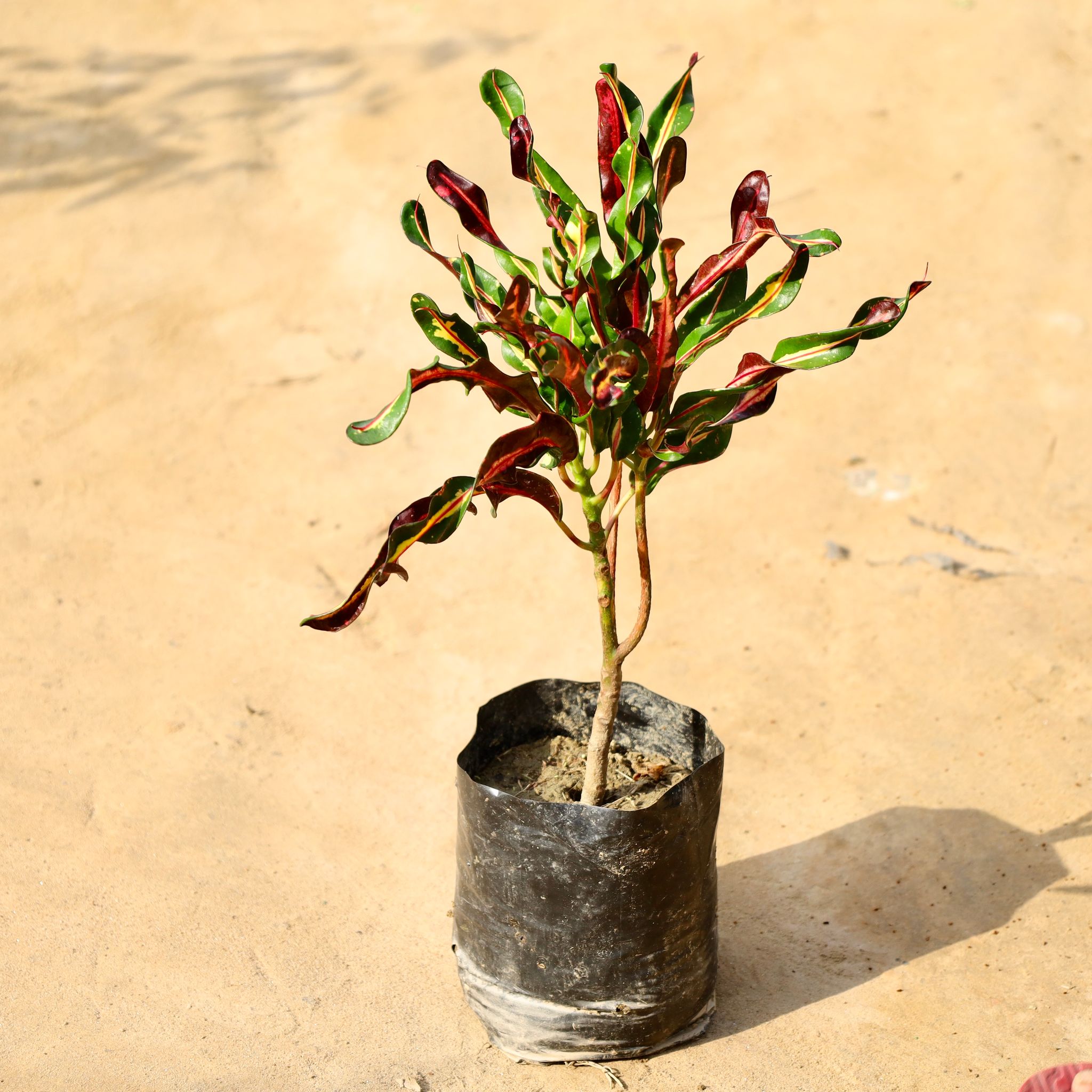 Croton Curly (Any Colour) in 5 Inch Nursery Bag