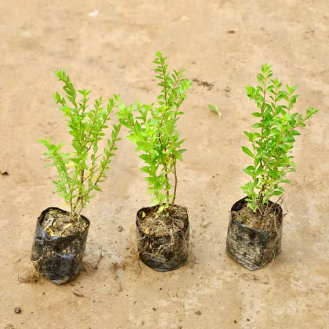 Set of 3 - Cuphea / False Heather (Any Colour) in 4 Inch Nursery Bag