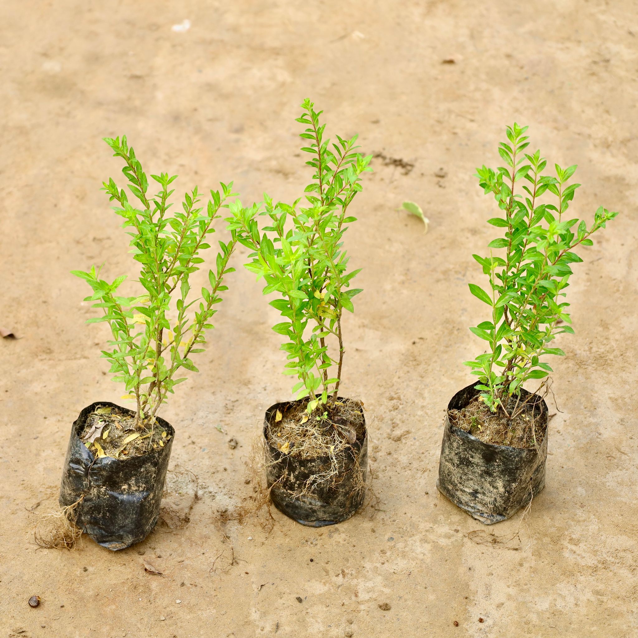 Set of 3 - Cuphea / False Heather (Any Colour) in 4 Inch Nursery Bag