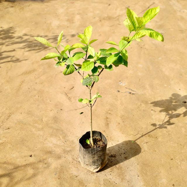 Gandhraj / Gardenia in 6 Inch Nursery Bag