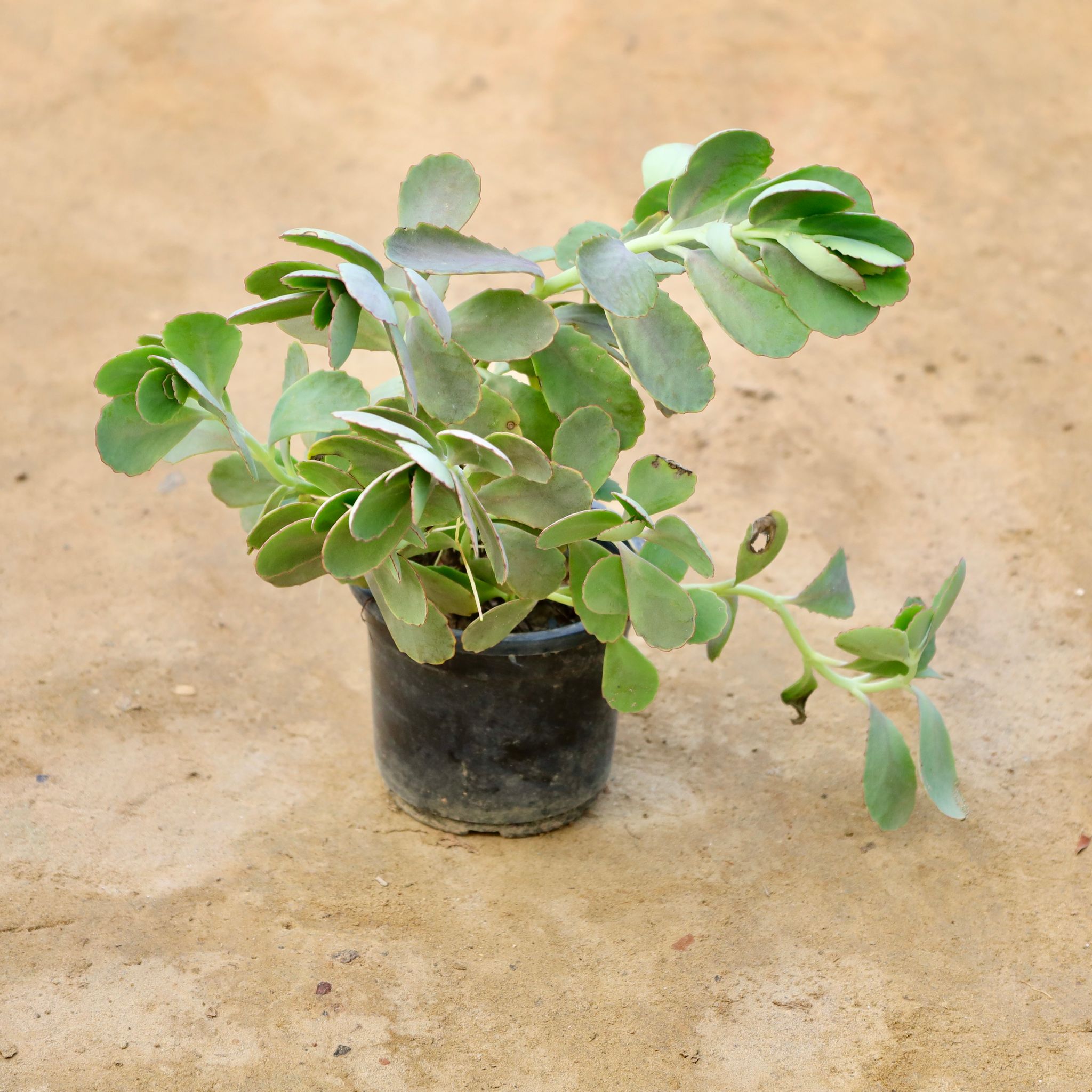 Kalanchoe Succulent in 4 Inch Nursery Bag