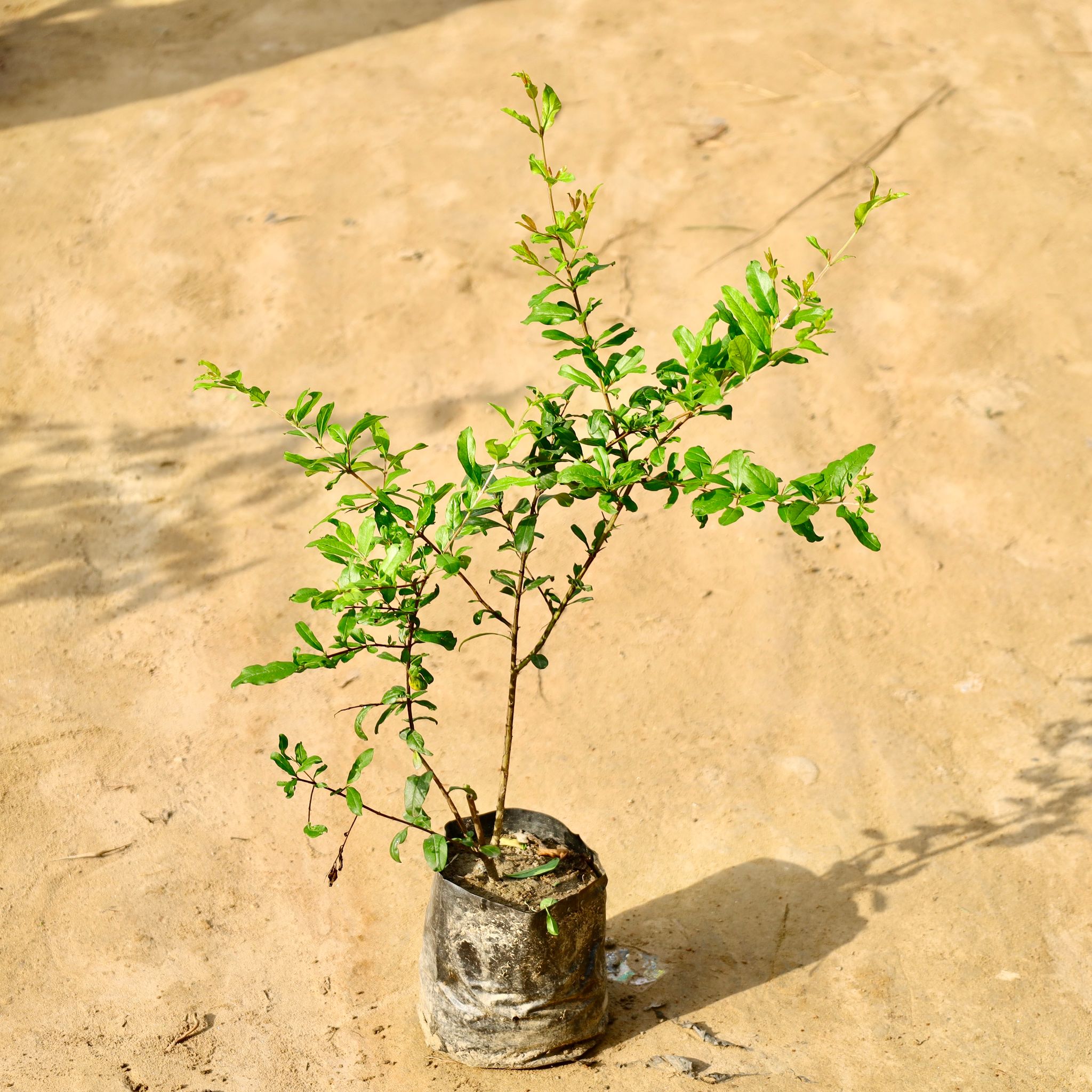 Anar / Pomegranate in 6 Inch Nursery Bag