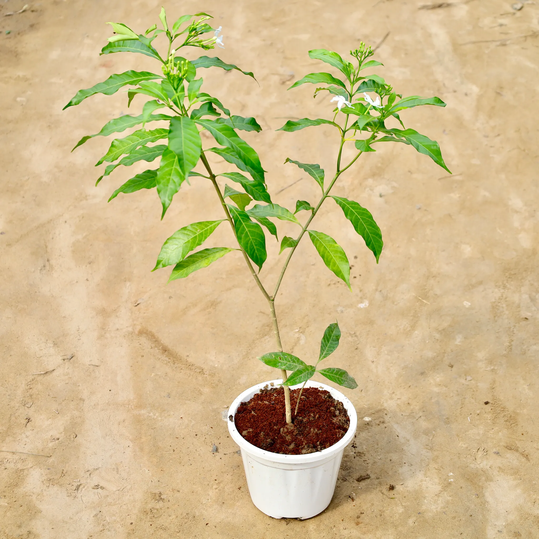 Chandni Desi in 6 Inch White Super Nursery Pot