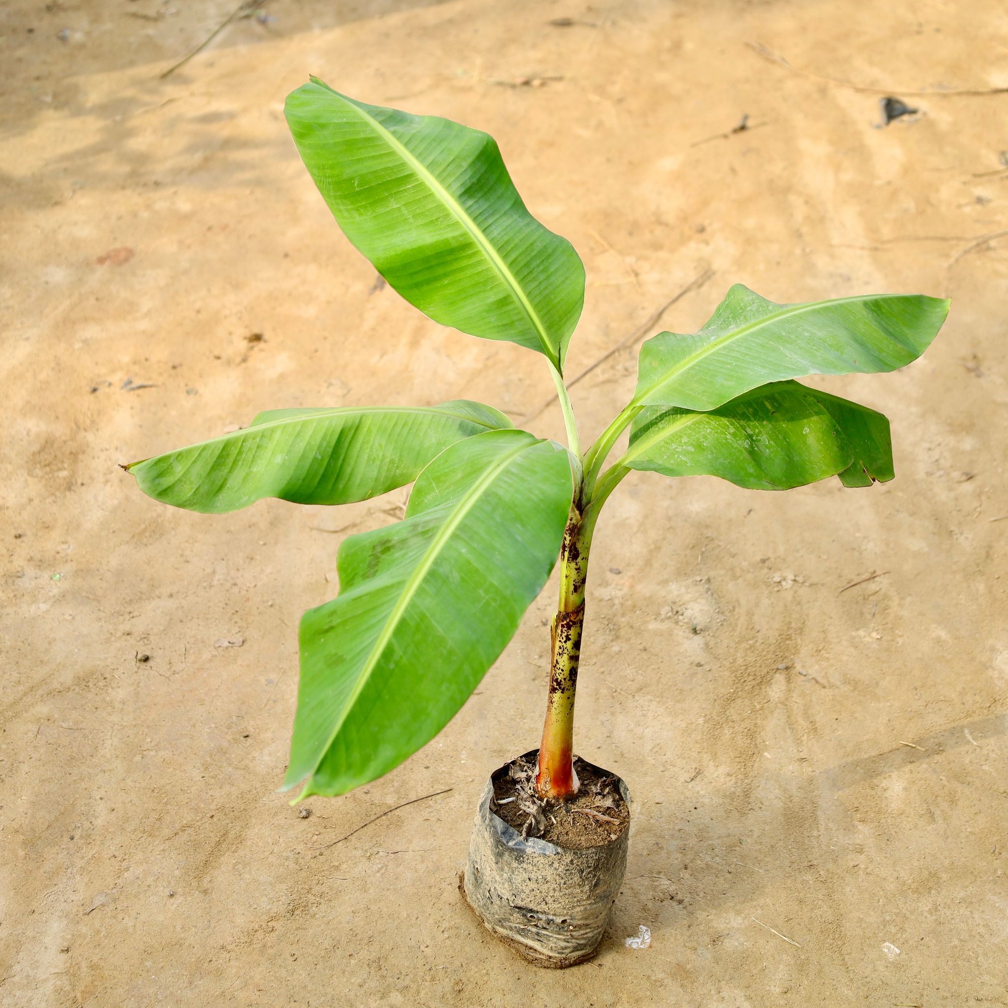 Banana (2 Ft) in 8 Inch Nursery Bag