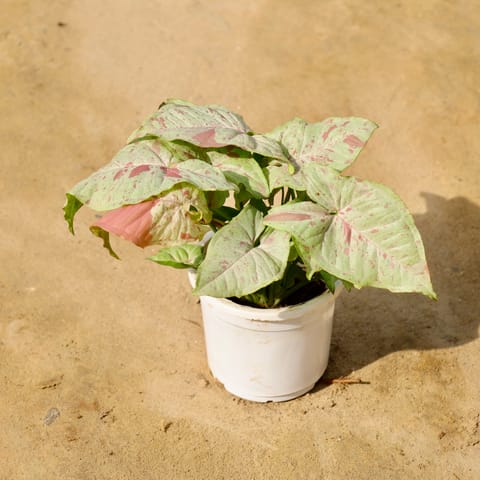 Syngonium Milky (Rare Variety) in 4 Inch Nursery Pot