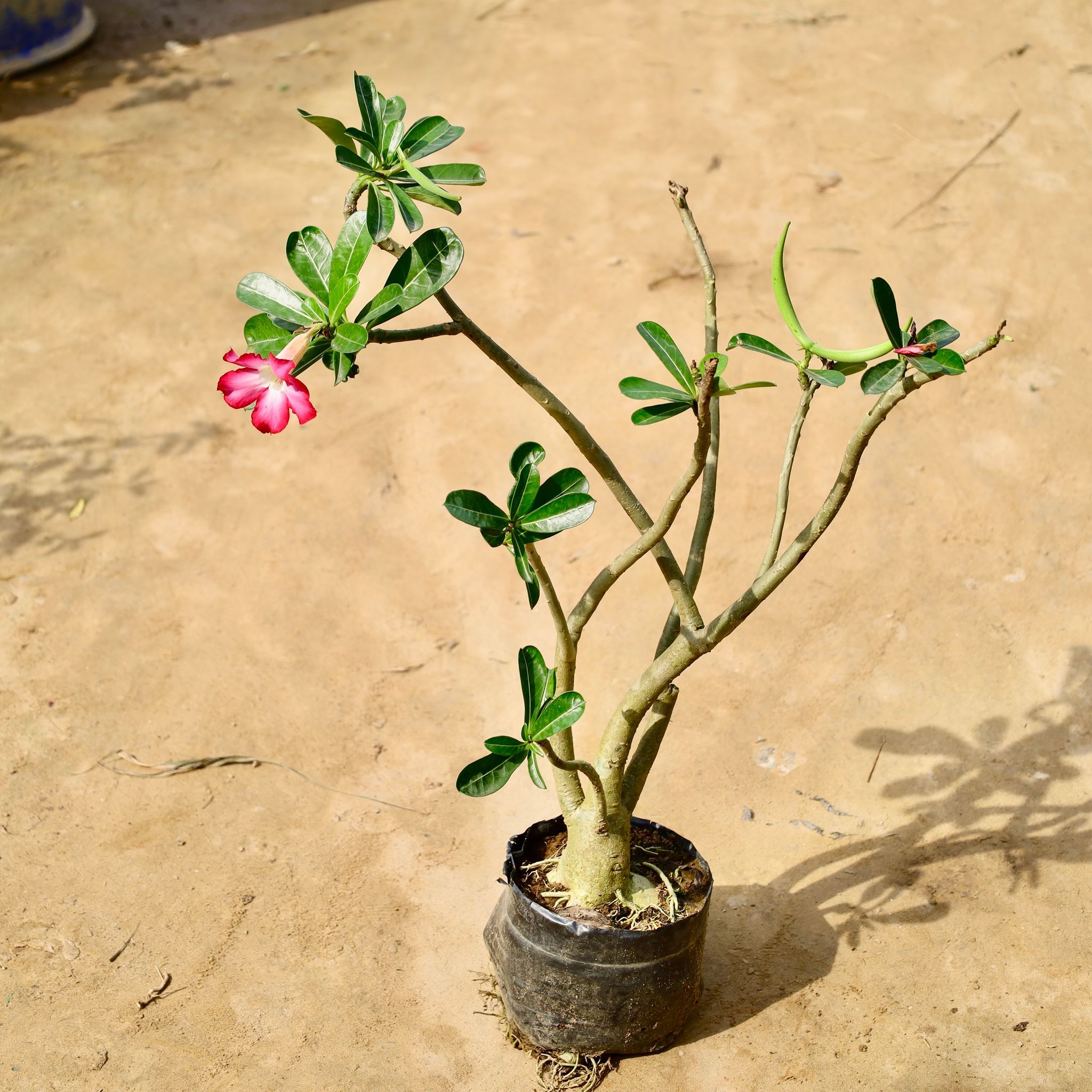 Adenium Bonsai - 2 Ft (6-7 years old) in 10 Inch Nursery Bag