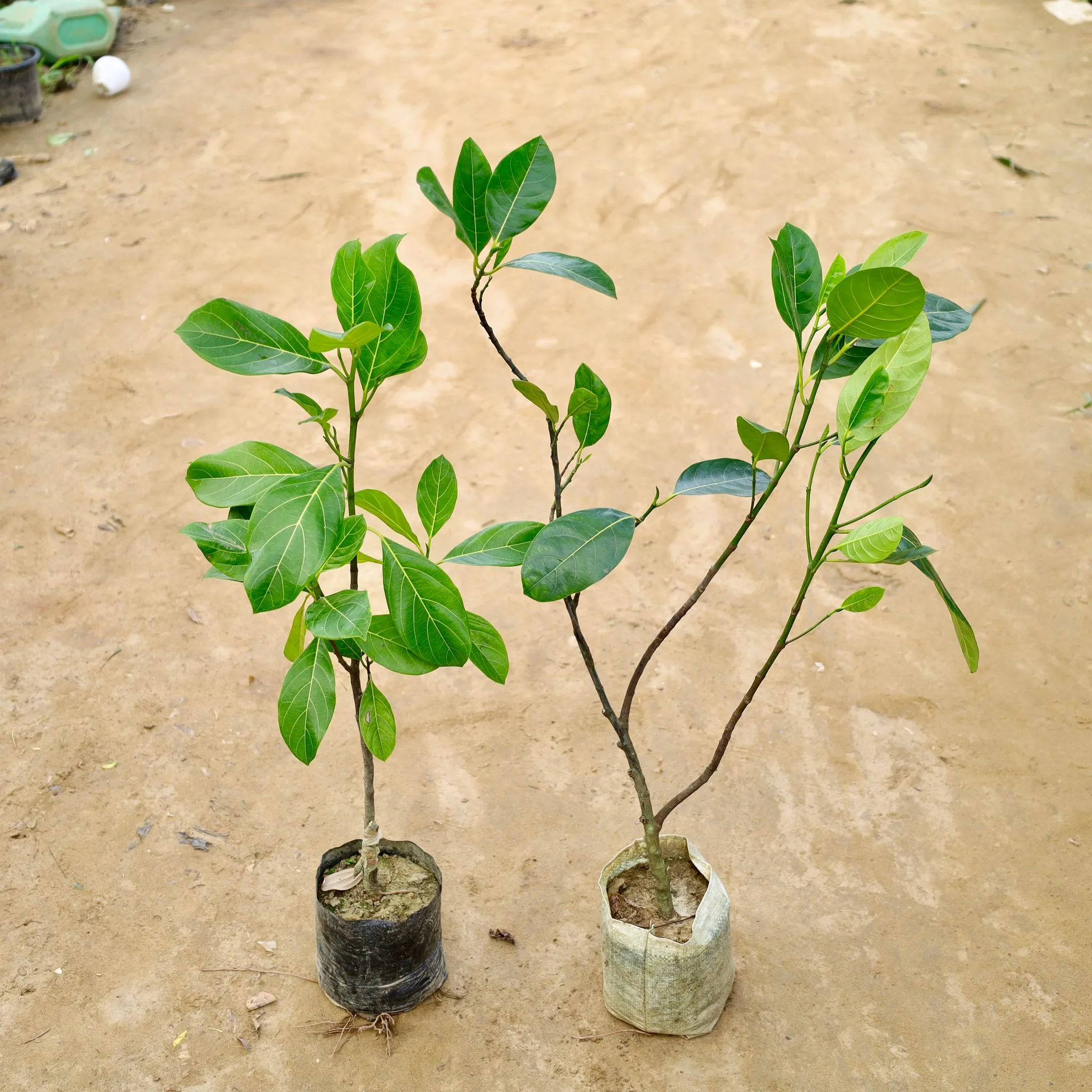 Set of 2 - Jack Fruit Grafted / Kathal Plant (Any Colour) in 6 Inch Nursery Bag