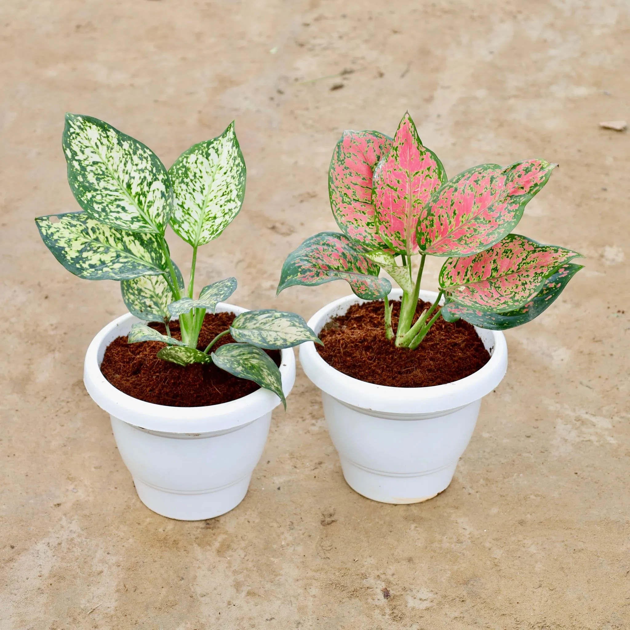 Set of 2 - Aglaonema (White & Red) in 8 Inch White Classy Plastic Pot