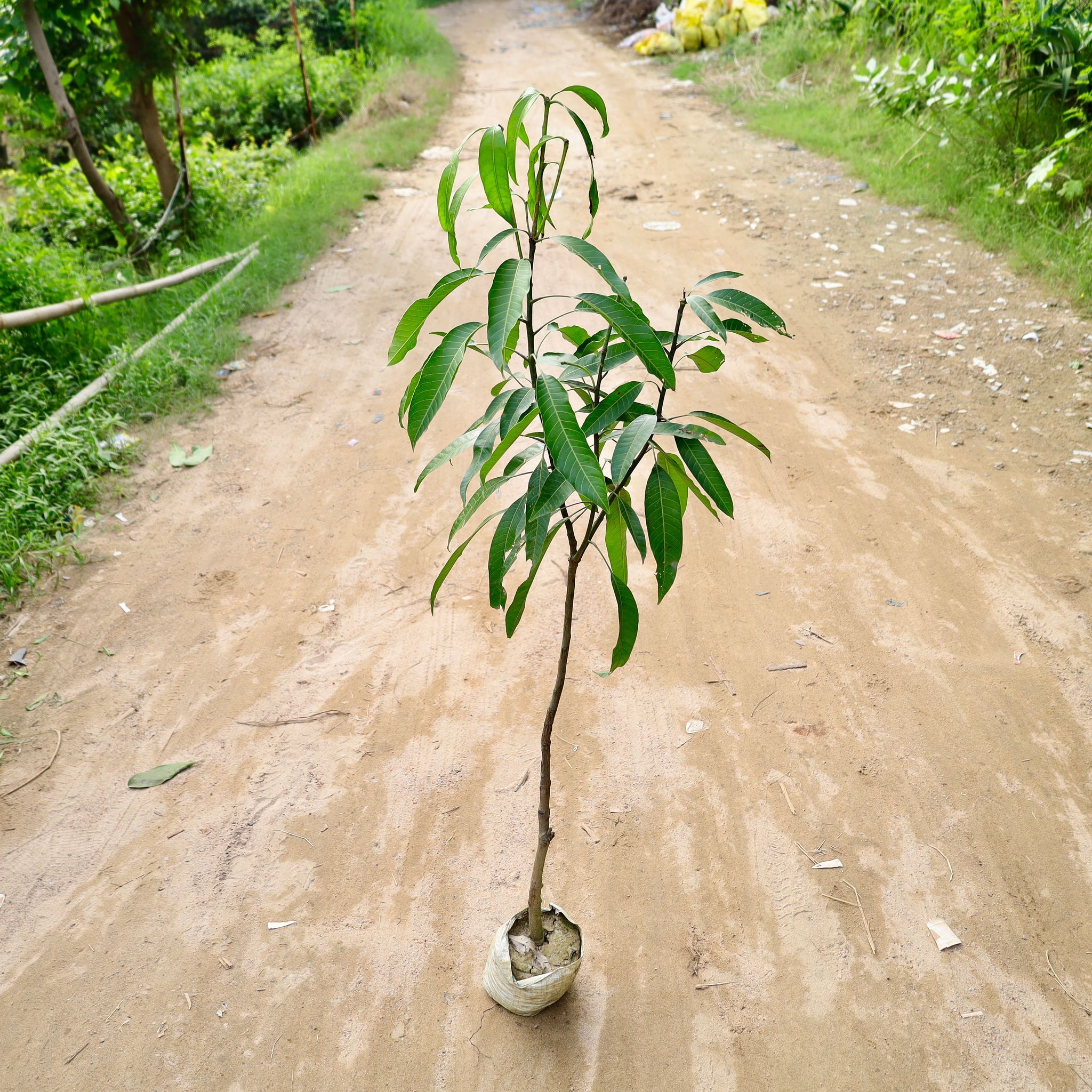 Mango Amrapali Grafted (4-5 Ft) in 8 Inch Nursery Bag