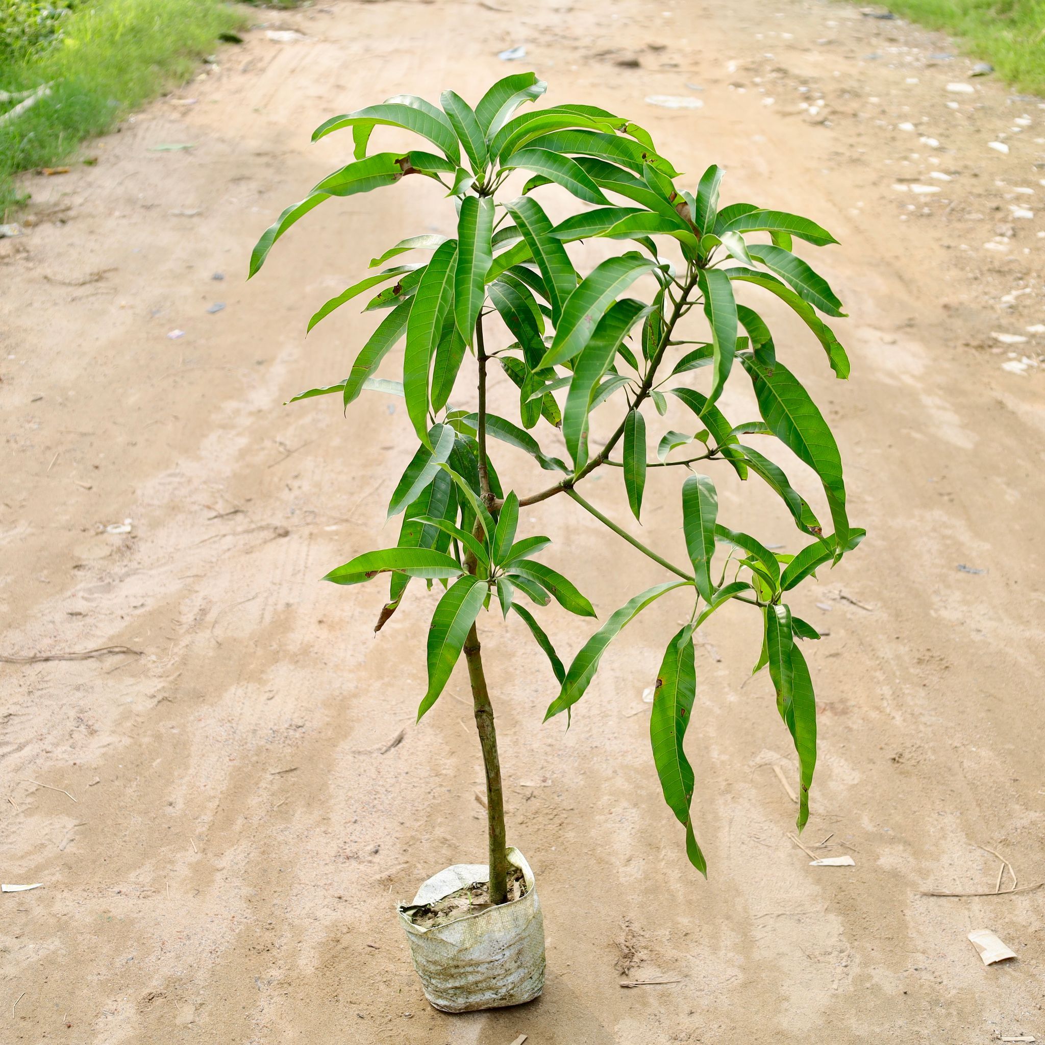 Mango Mallika Grafted (3-4 Ft) in 8 Inch Nursery Bag