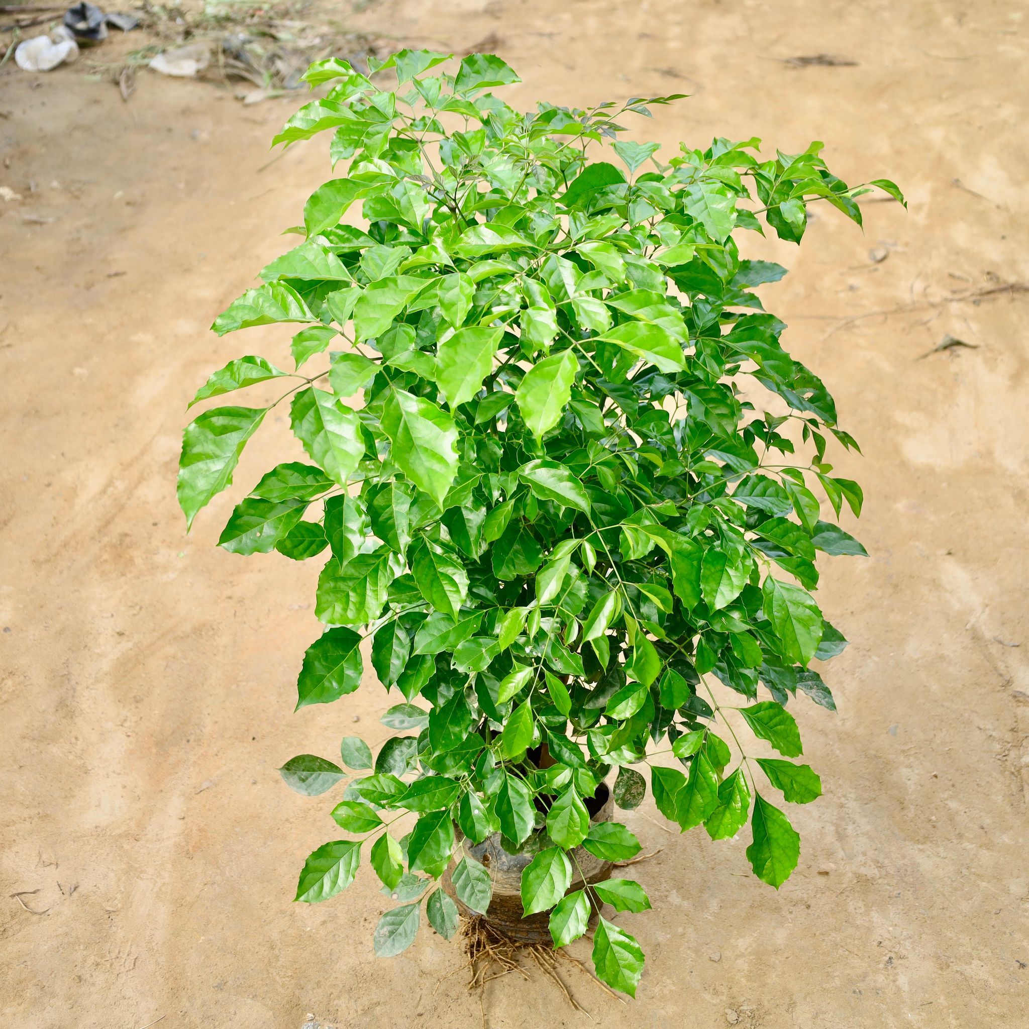 China Doll / Radermachera (3-4 Ft) in 10 Inch Nursery Bag