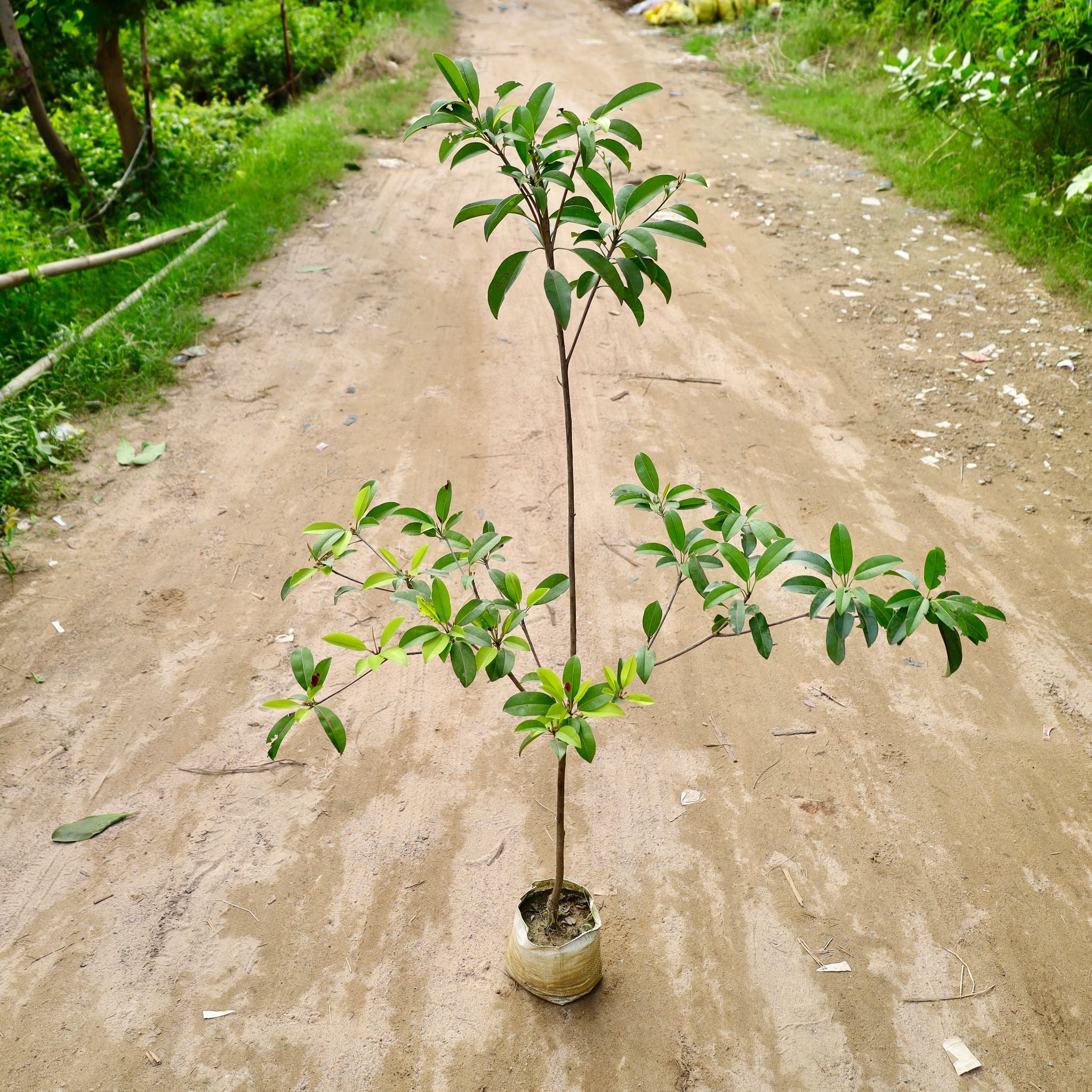 Chiku / Sapodilla in 8 Inch Nursery Bag
