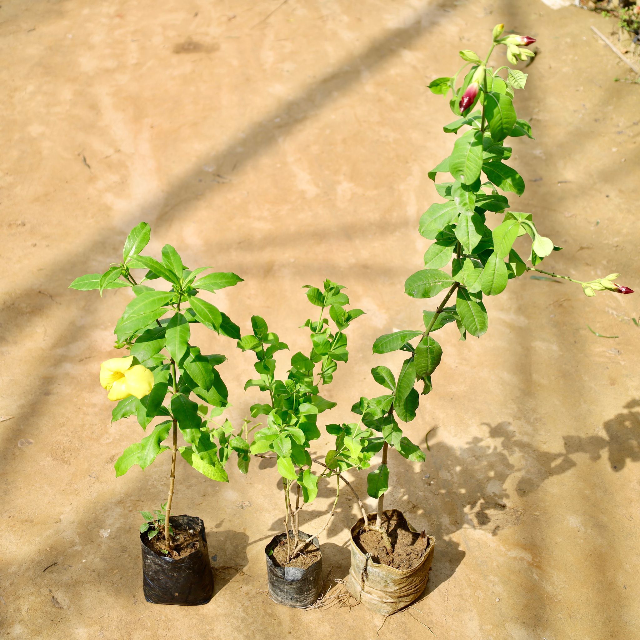 Set of 3 - Allamanda (Yellow, Red & Purple) in 8 Inch Nursery Bag