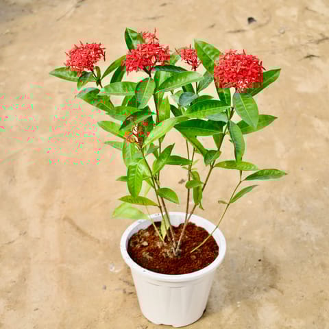 Ixora Red (2-3 Ft) in 12 Inch White Super Nursery Pot