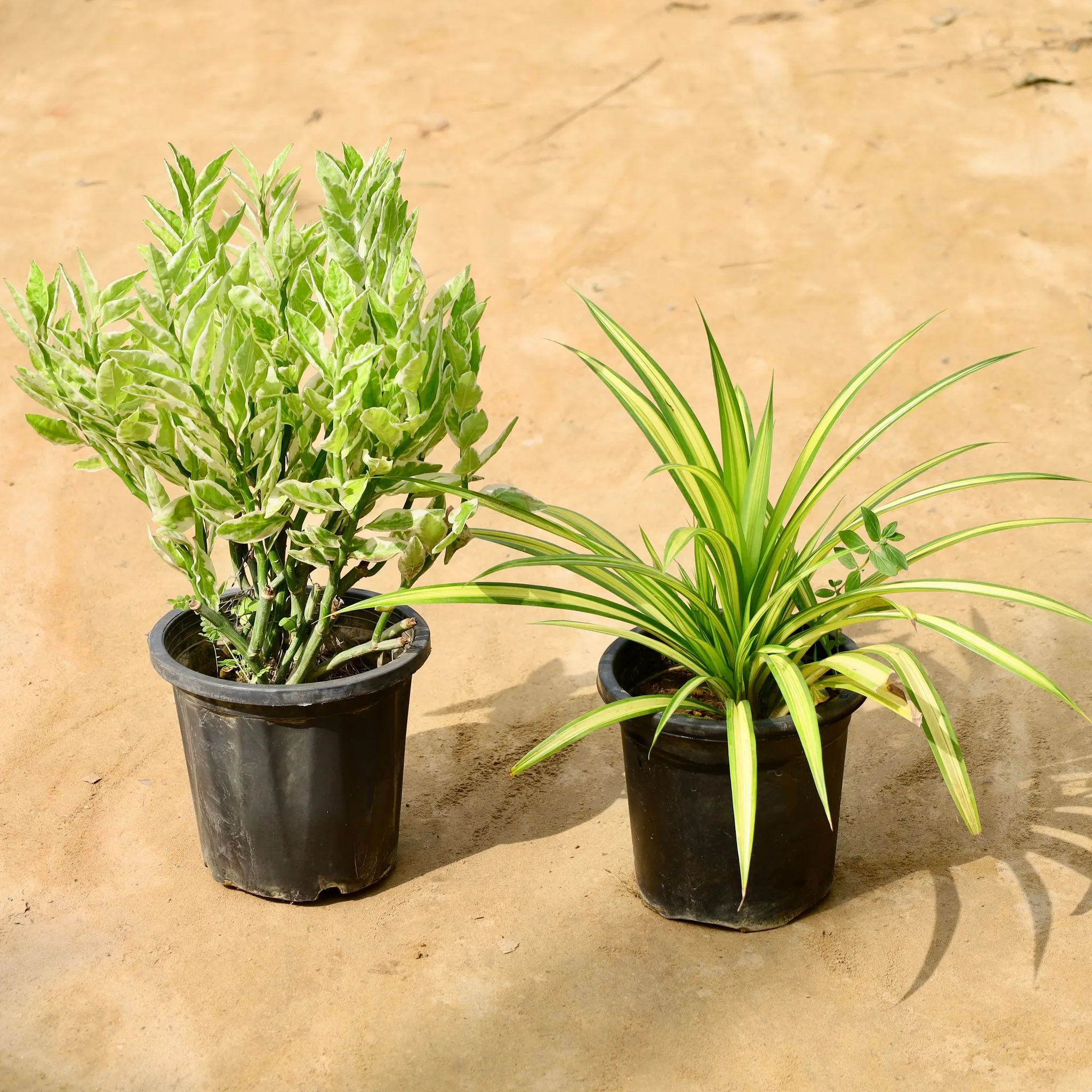 Set of 2 - Pedilanthus / Devil'S Backbone & Pandanus in 8 Inch Nursery Pot