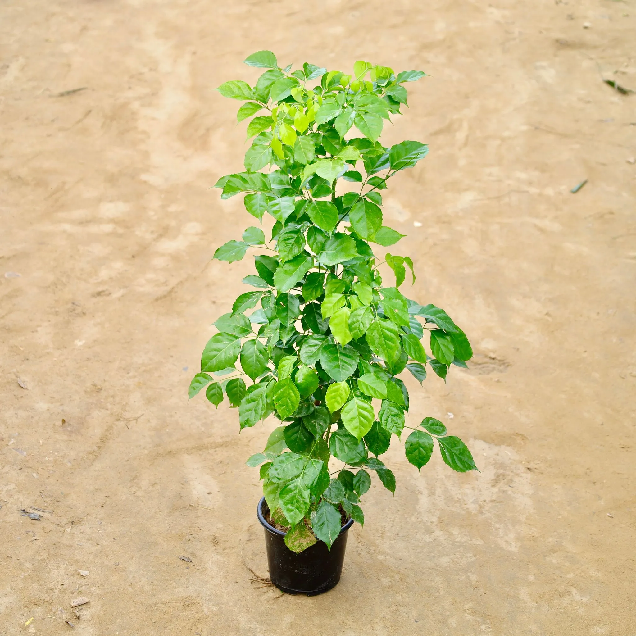 Radermachera / China Doll in 8 Inch Nursery Pot
