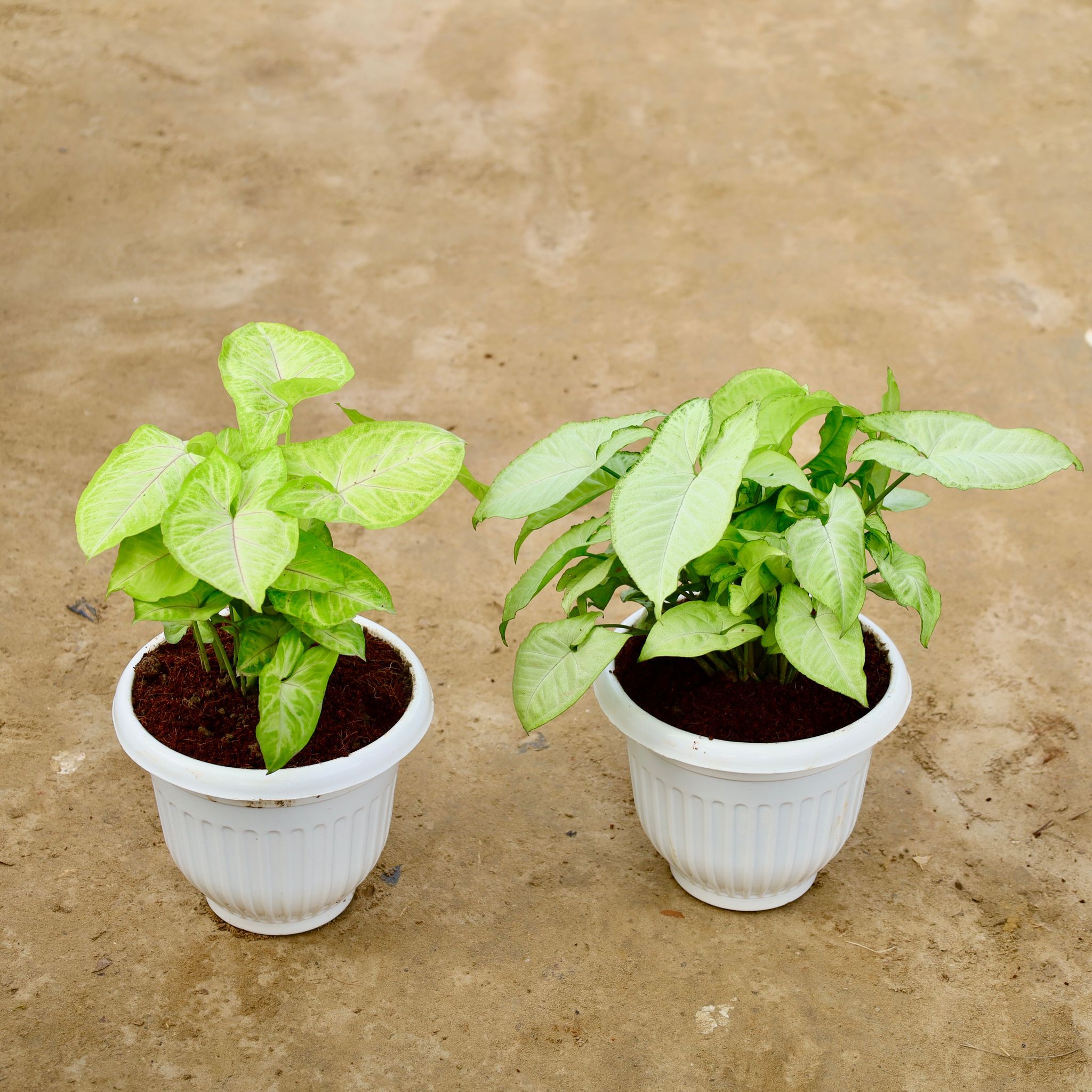 Set of 2 - Syngonium Golden & White in 8 Inch White Olive Plastic Pot