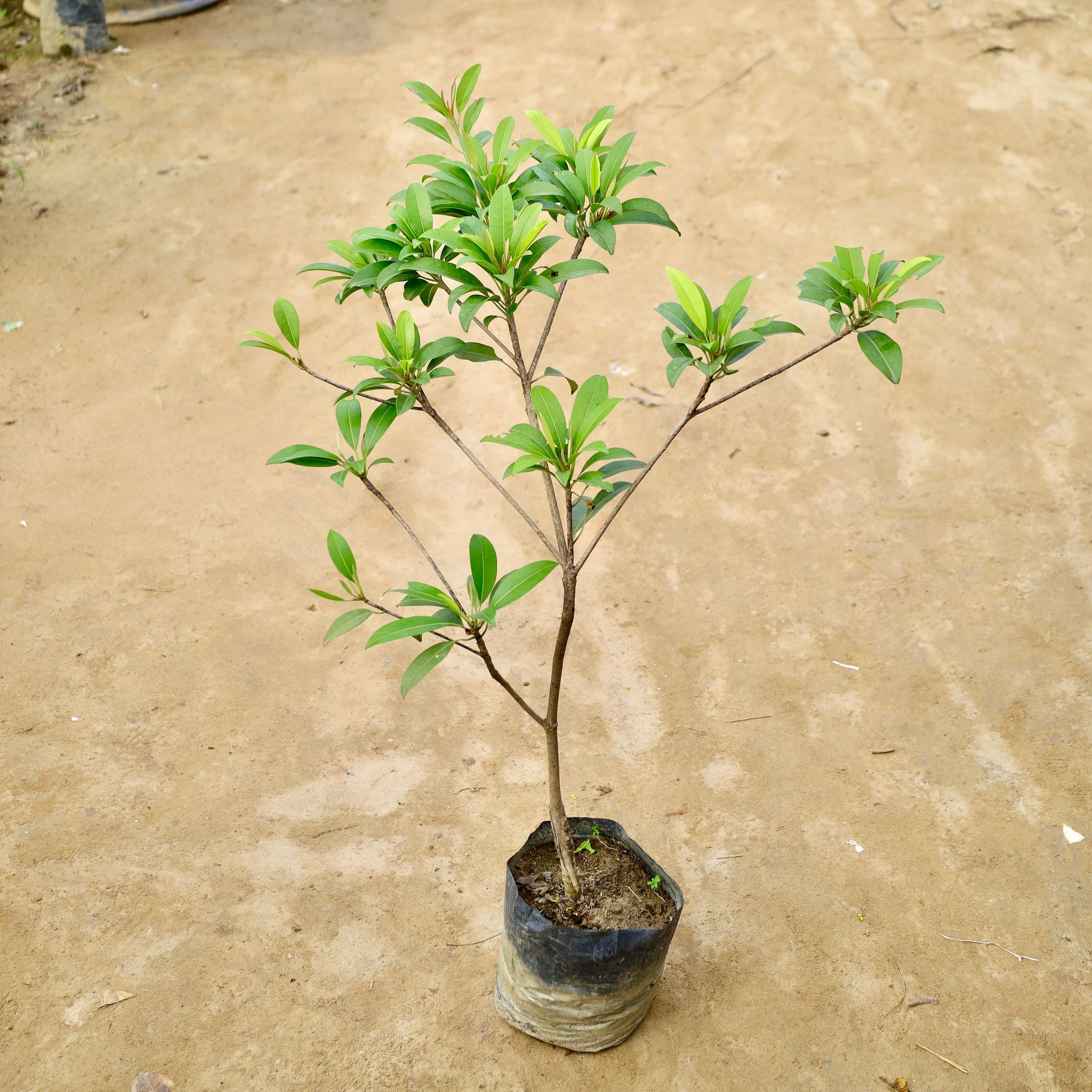 Chiku / Sapodilla in 6 Inch Nursery Bag