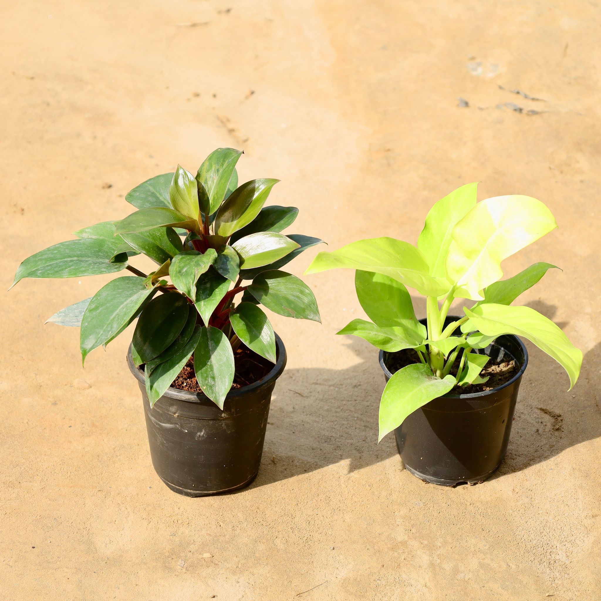 Set of 2 - Philodendron (Black & Golden) in 6 Inch Nursery Pot