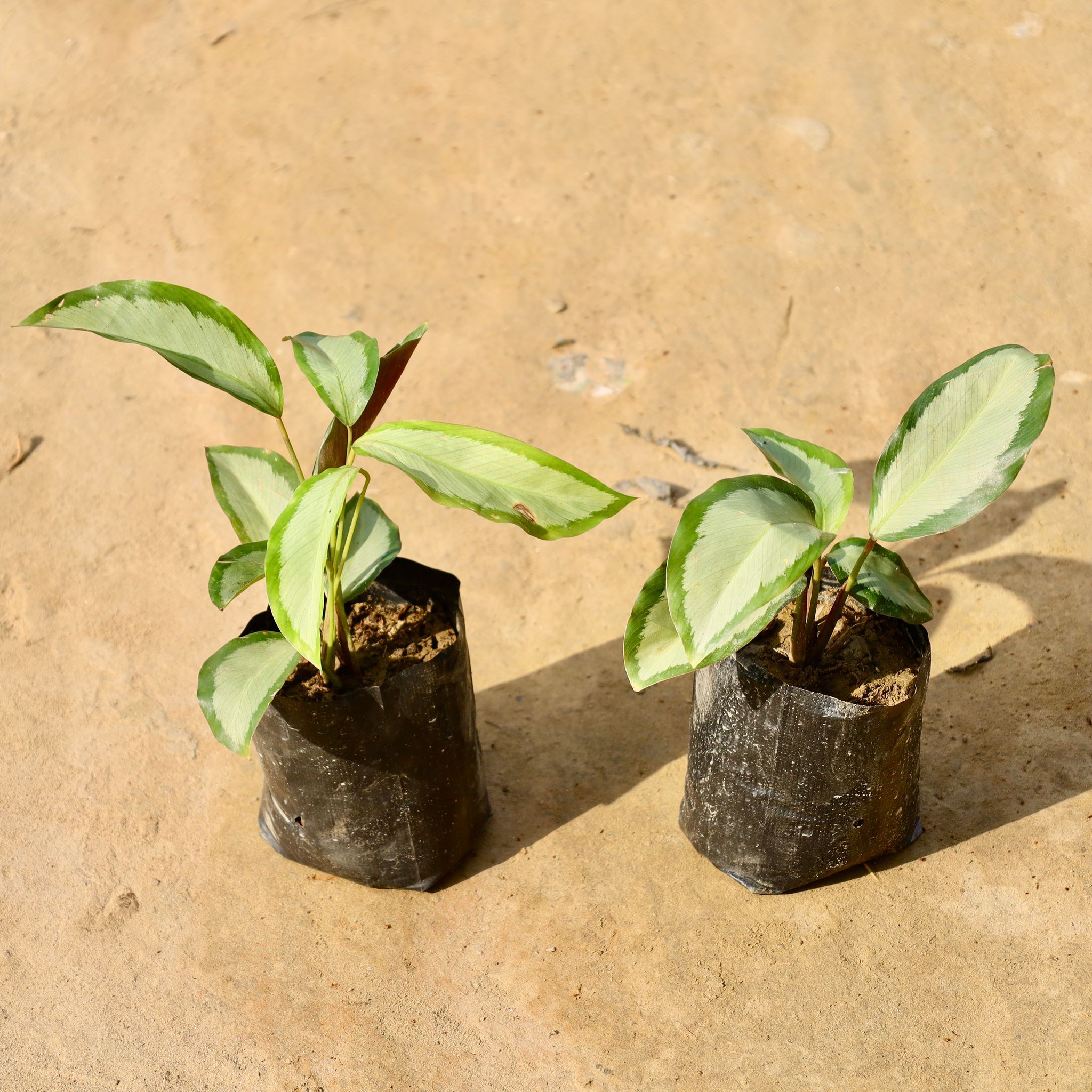 Set of 2 - Calathea Picturata in 4 Inch Nursery Bag