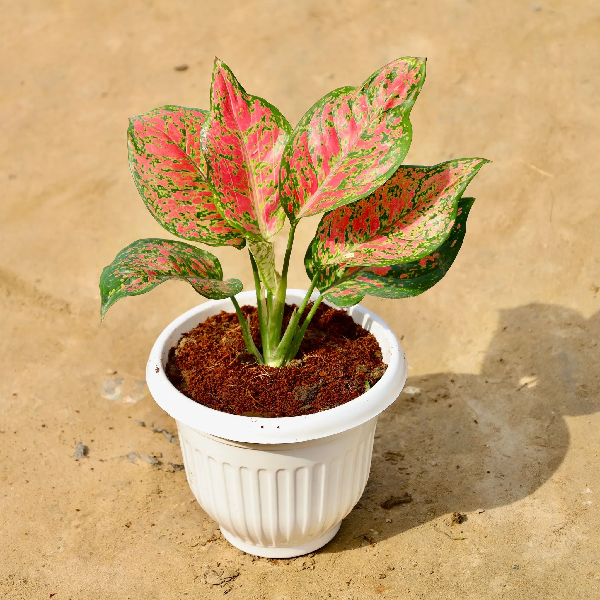 Aglaonema Red in 8 Inch White Olive Plastic Pot