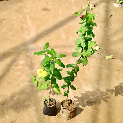 Set of 2 - Allamanda (Yellow & Purple) in 8 Inch Nursery Bag