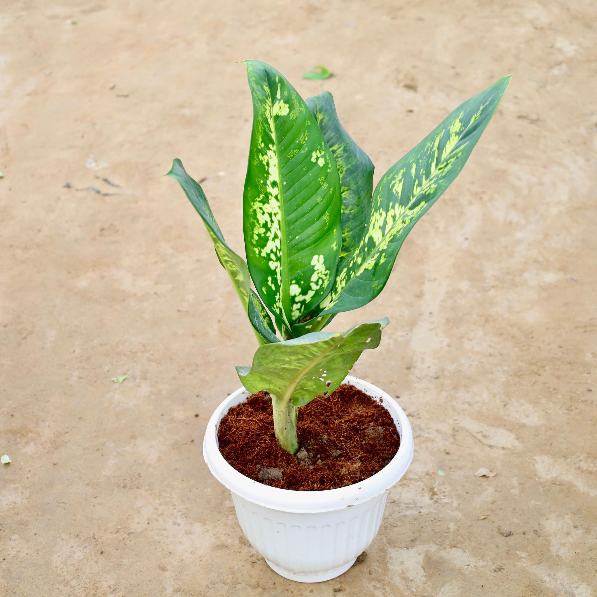 Aglaonema Tiger in 10 Inch White Olive Plastic Pot