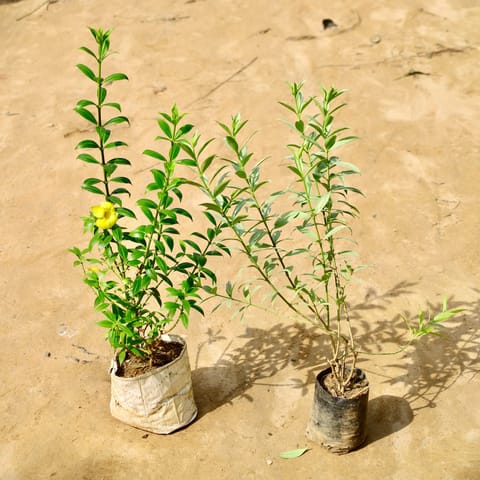 Set of 2 - Allamanda (Yellow & Variegated) in 8 Inch Nursery Bag