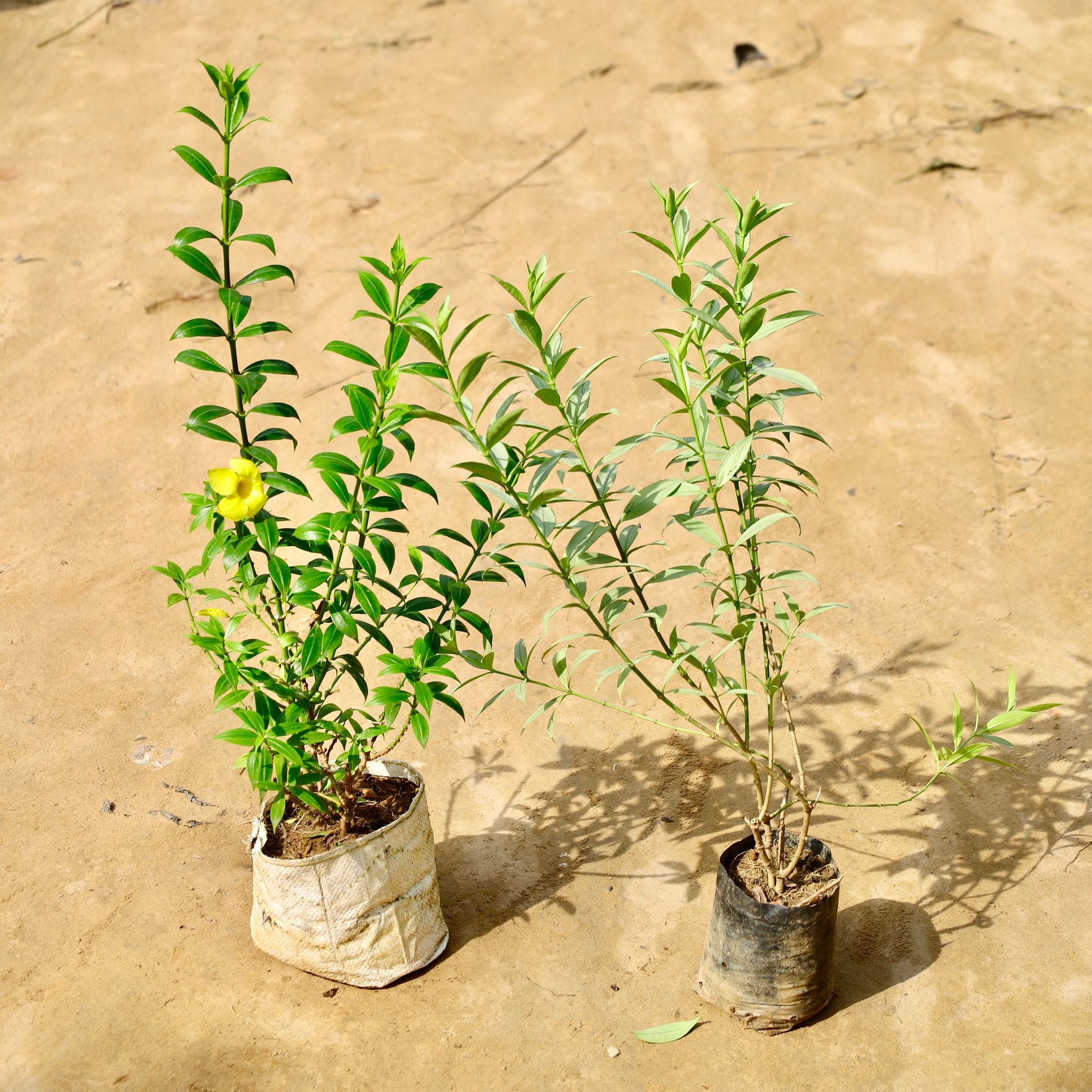 Set of 2 - Allamanda (Yellow & Variegated) in 8 Inch Nursery Bag