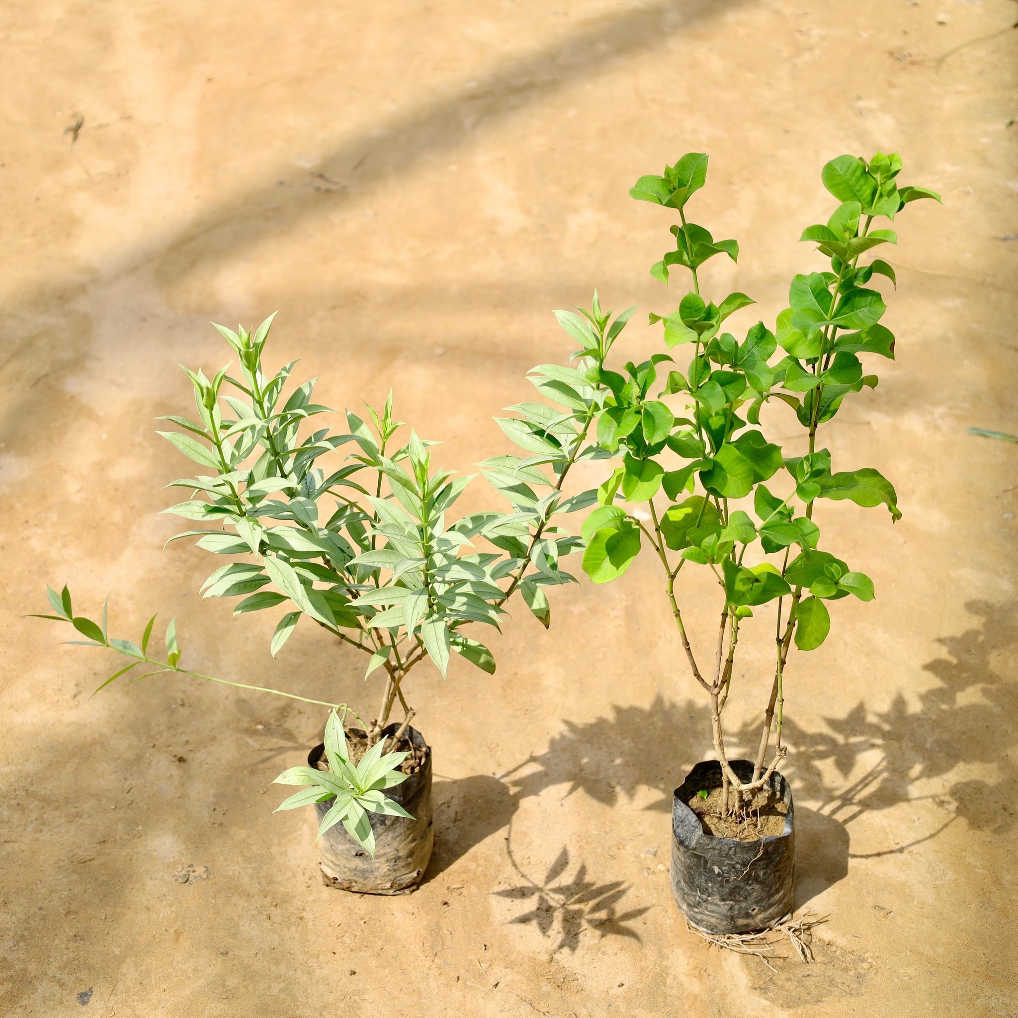 Set of 2 - Allamanda (Variegated & Red) in 6 Inch Nursery Bag