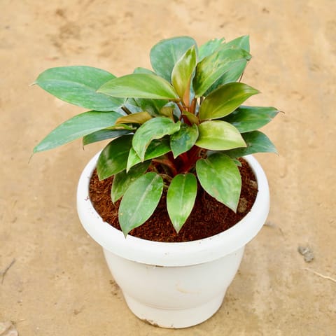Philodendron Black in 8 Inch White Classy Plastic Pot