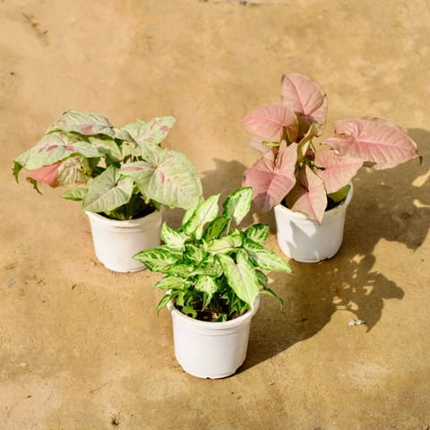 Set of 3 - Syngonium (Milky - Rare Variety, Pink & Yami) in 4 Inch Nursery Pot