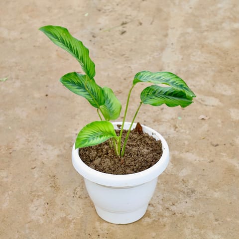 Calathea Majestica in 8 Inch White Classy Plastic Pot